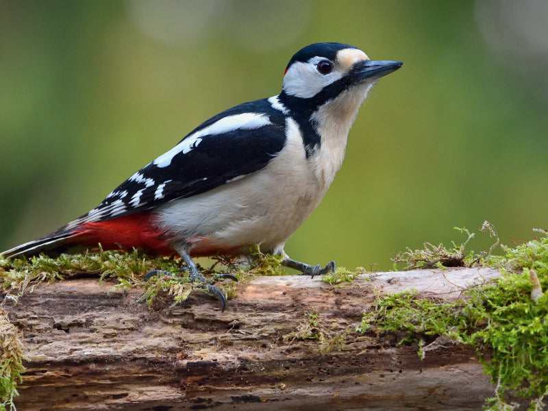 Great spotted woodpecker - CALVENDO photo puzzle 