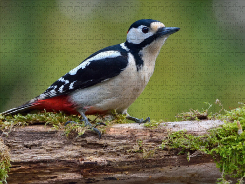 Great spotted woodpecker - CALVENDO photo puzzle 