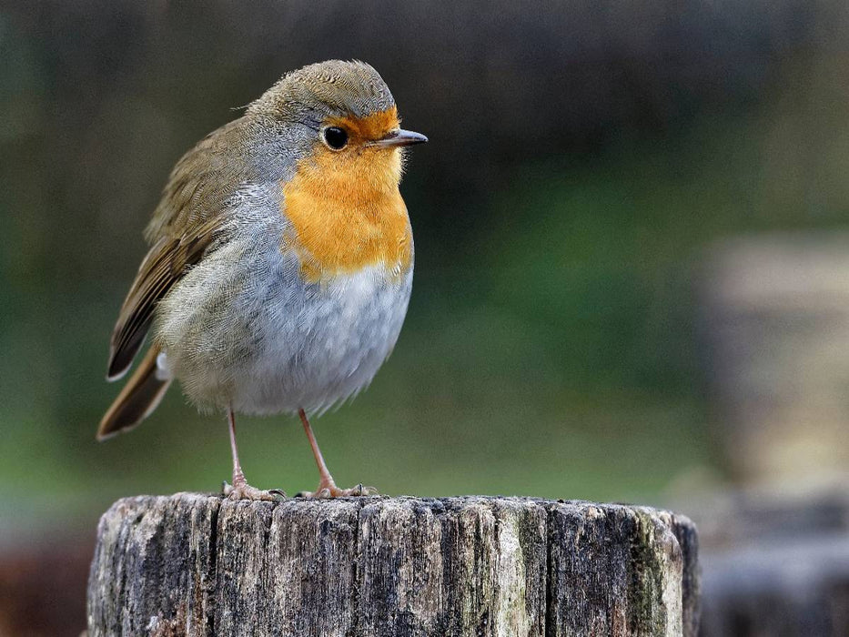 Rotkehlchen - CALVENDO Foto-Puzzle'