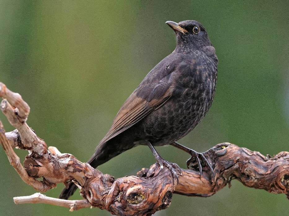 Amsel - CALVENDO Foto-Puzzle'