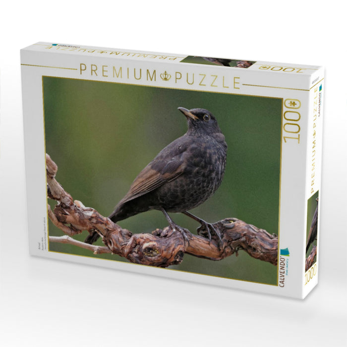 Amsel - CALVENDO Foto-Puzzle'