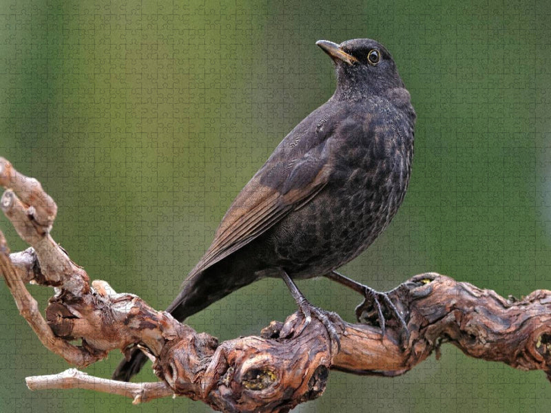 Amsel - CALVENDO Foto-Puzzle'