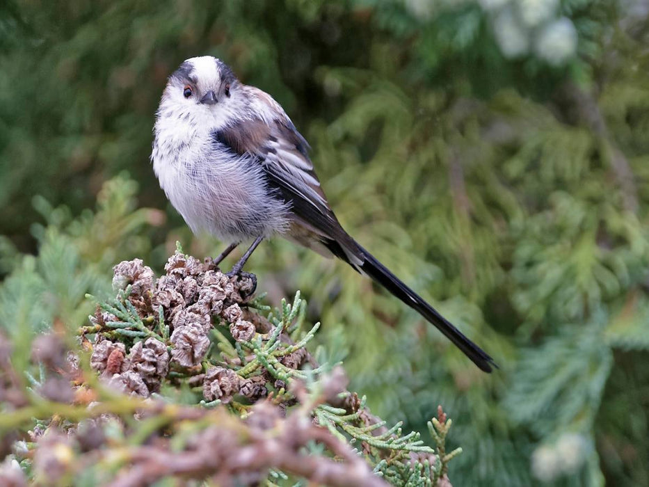 Schwanzmeise - CALVENDO Foto-Puzzle'