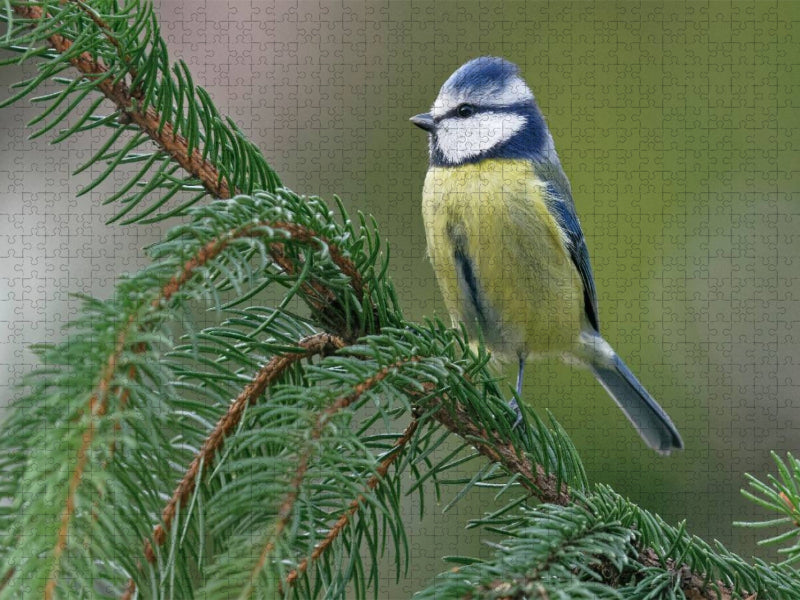 Blaumeise - CALVENDO Foto-Puzzle'