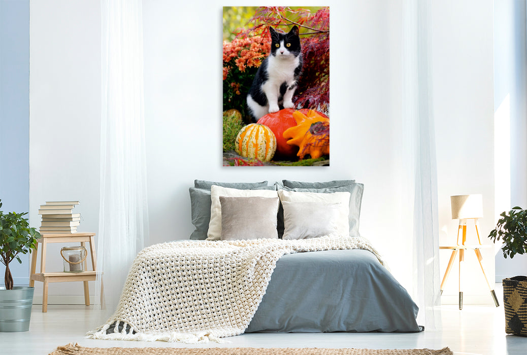 Toile textile haut de gamme Toile textile haut de gamme 80 cm x 120 cm de haut Un chat curieux se tient debout sur des citrouilles et observe 