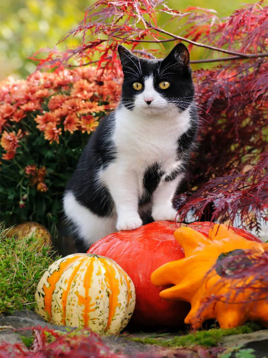 Neugierige Katze steht auf Kürbissen und beobachtet - CALVENDO Foto-Puzzle'