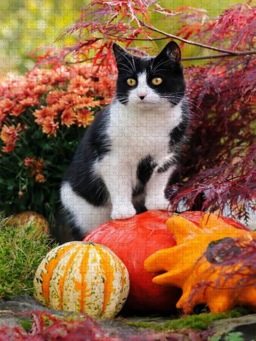 Neugierige Katze steht auf Kürbissen und beobachtet - CALVENDO Foto-Puzzle'