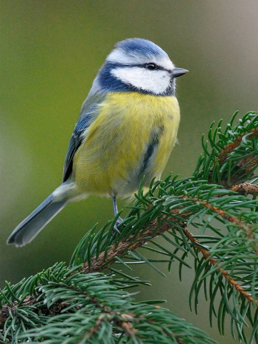 Blaumeise - CALVENDO Foto-Puzzle'