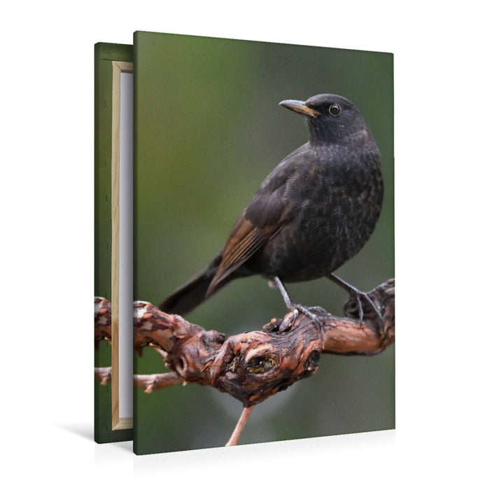 Premium Textil-Leinwand Amsel