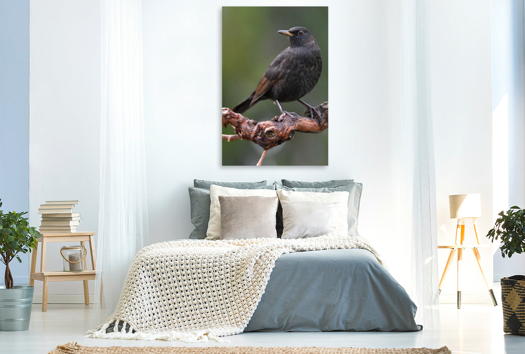 Premium Textil-Leinwand Premium Textil-Leinwand 80 cm x 120 cm  hoch Amsel