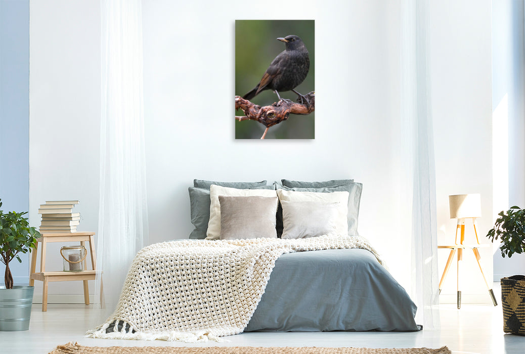 Premium Textil-Leinwand Premium Textil-Leinwand 80 cm x 120 cm  hoch Amsel