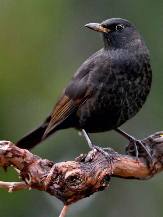 Blackbird - CALVENDO photo puzzle 