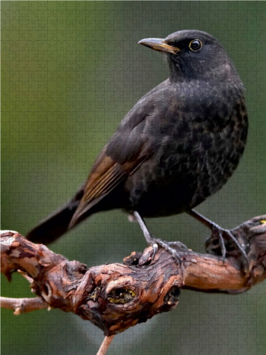 Blackbird - CALVENDO photo puzzle 