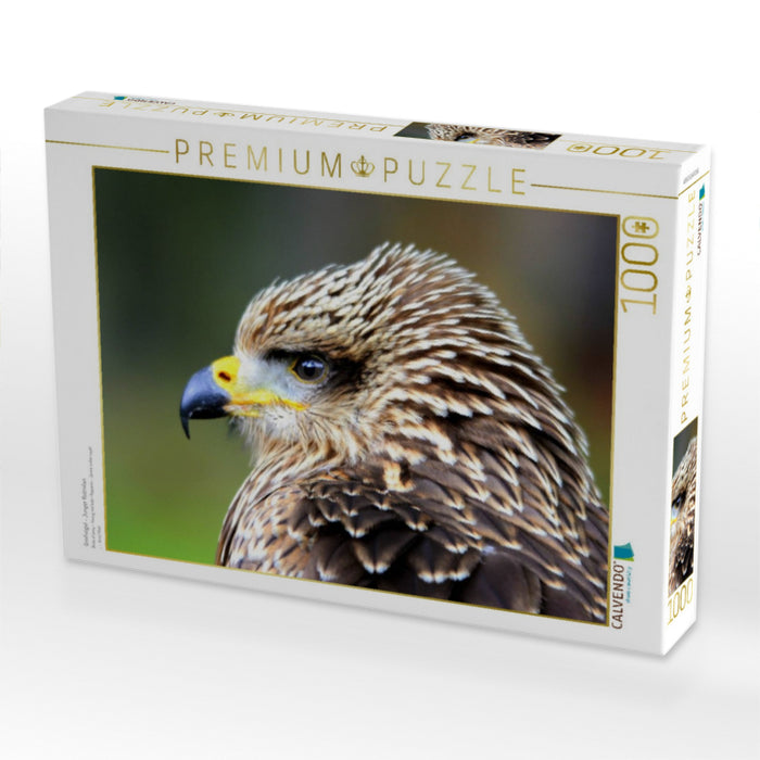 Greifvögel - Junger Rotmilan - CALVENDO Foto-Puzzle'