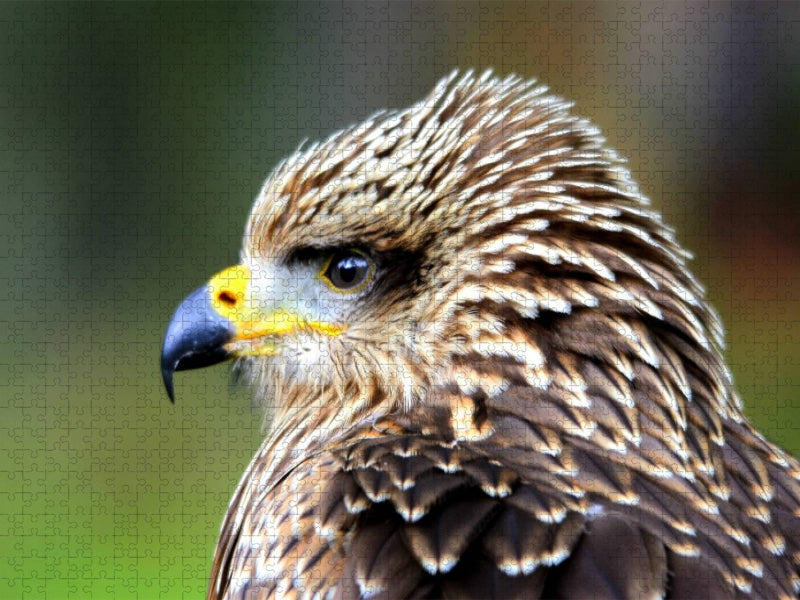 Greifvögel - Junger Rotmilan - CALVENDO Foto-Puzzle'