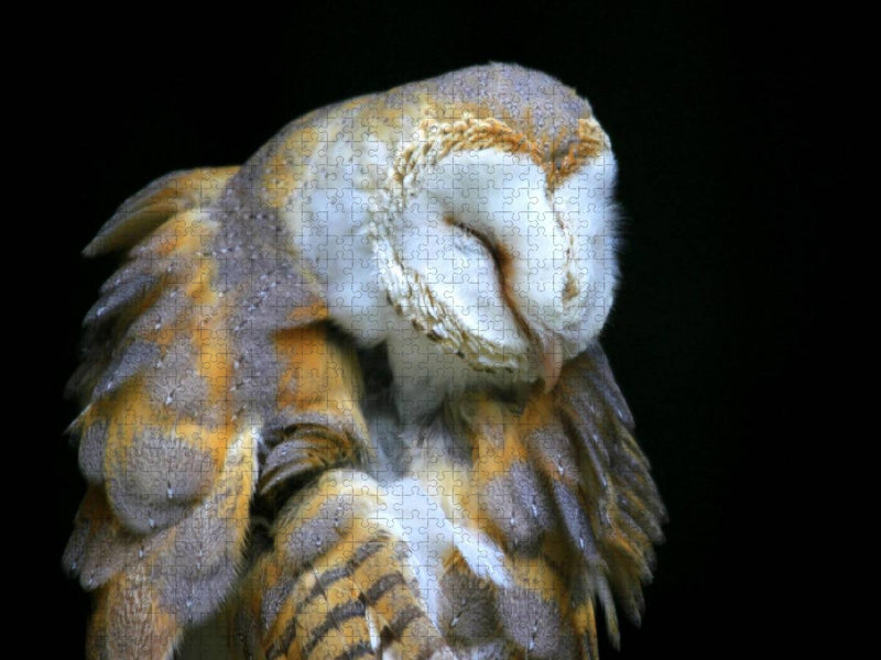 Greifvögel - Schleiereule - CALVENDO Foto-Puzzle'