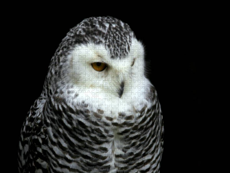 Greifvögel - Schneeeule - CALVENDO Foto-Puzzle'