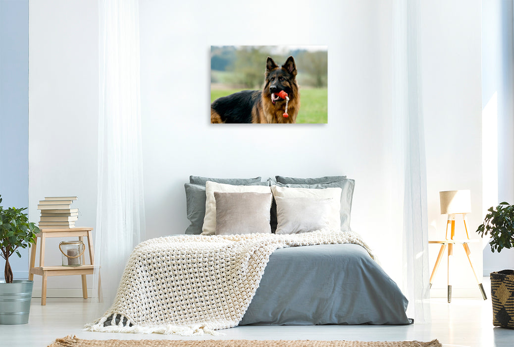 Premium Textil-Leinwand Premium Textil-Leinwand 120 cm x 80 cm quer Deutscher Schäferhund