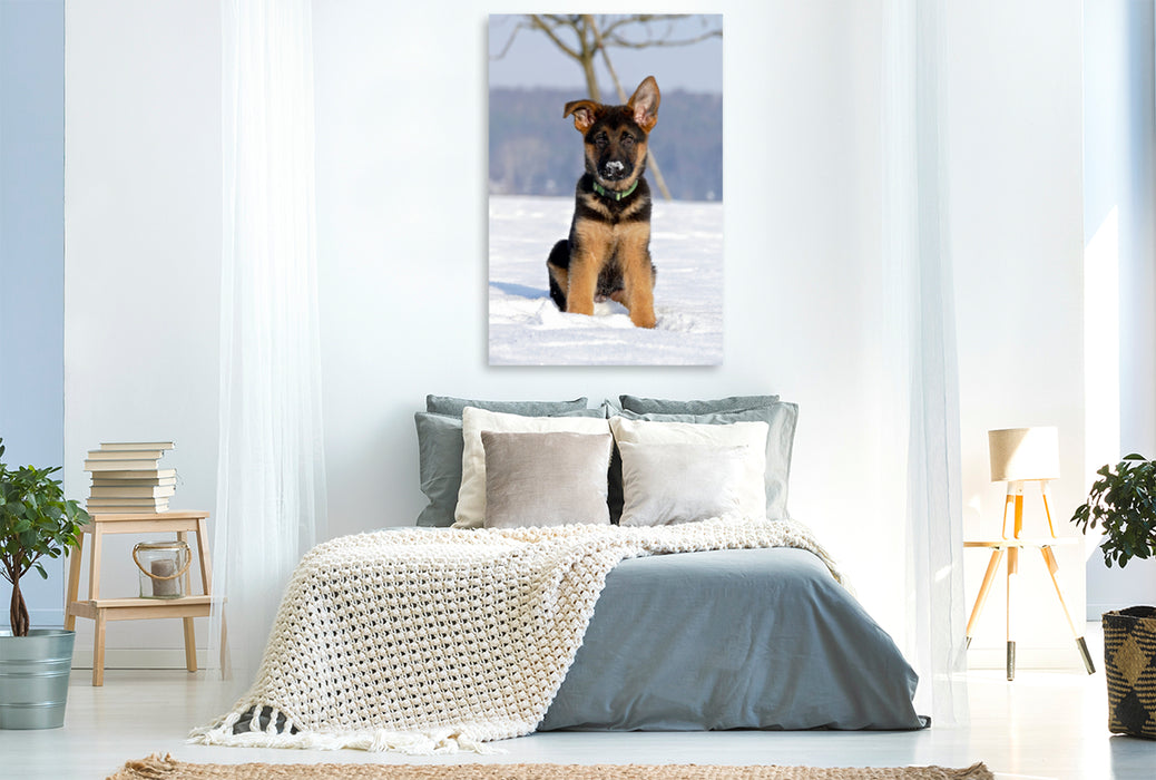 Premium Textil-Leinwand Premium Textil-Leinwand 80 cm x 120 cm  hoch Deutscher Schäferhund