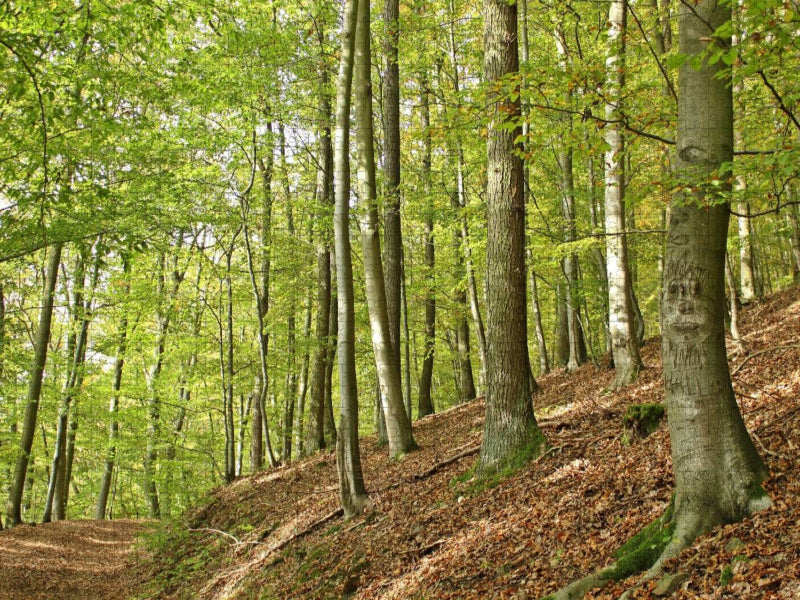 Rotbuche mit Gesicht am Knorreichenstieg - CALVENDO Foto-Puzzle'
