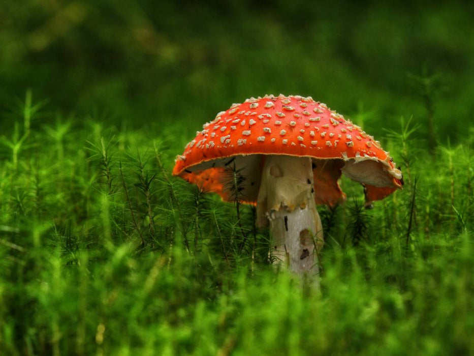 Ein Motiv aus dem Kalender Pilze, die stillen Waldbewohner 2017 - CALVENDO Foto-Puzzle'