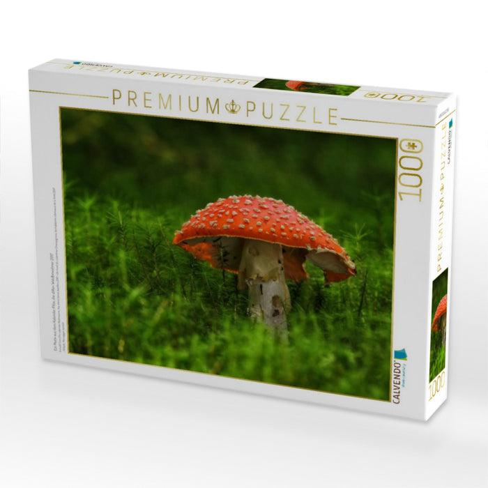 Ein Motiv aus dem Kalender Pilze, die stillen Waldbewohner 2017 - CALVENDO Foto-Puzzle'