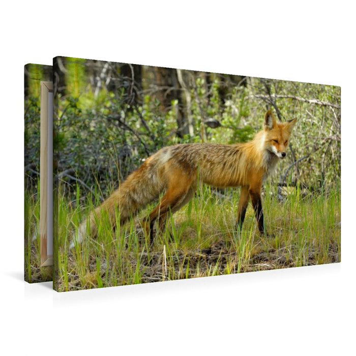 Premium Textil-Leinwand Rotfuchs