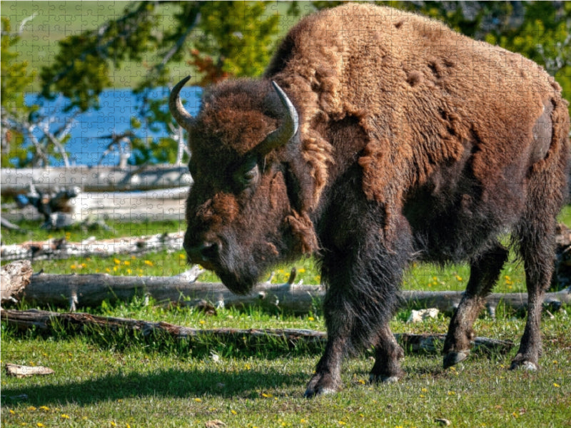 Bison im Yellowstone Nat'l Park 1000 Teile Puzzle quer - CALVENDO Foto-Puzzle'