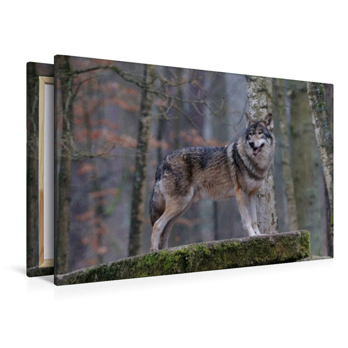 Premium Textil-Leinwand Timberwolf