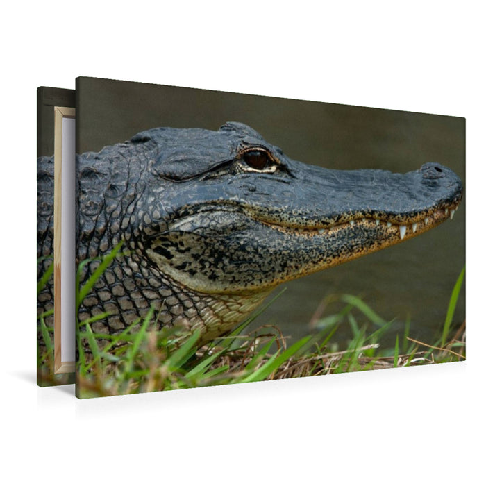 Premium Textil-Leinwand Missisippi Alligator