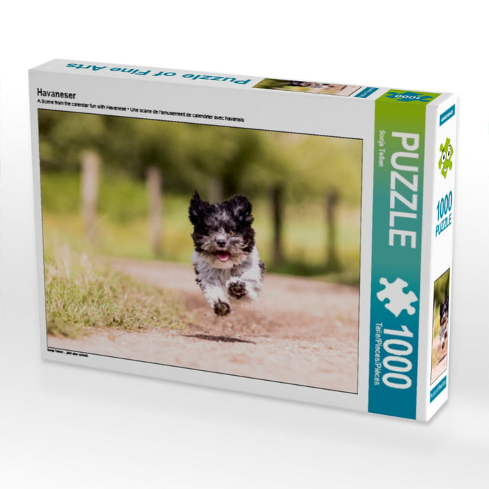 Havaneser 1000 Teile Puzzle quer - CALVENDO Foto-Puzzle'