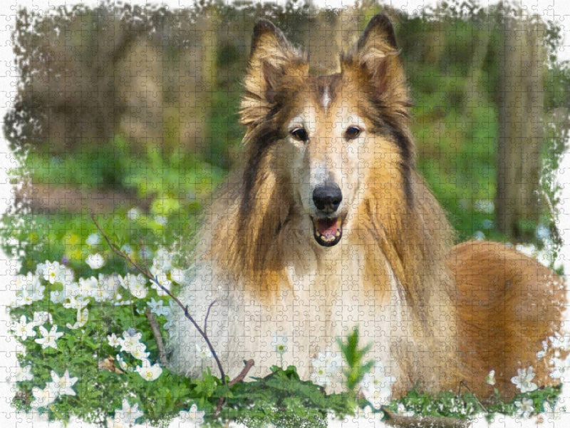 Collie - CALVENDO Foto-Puzzle'