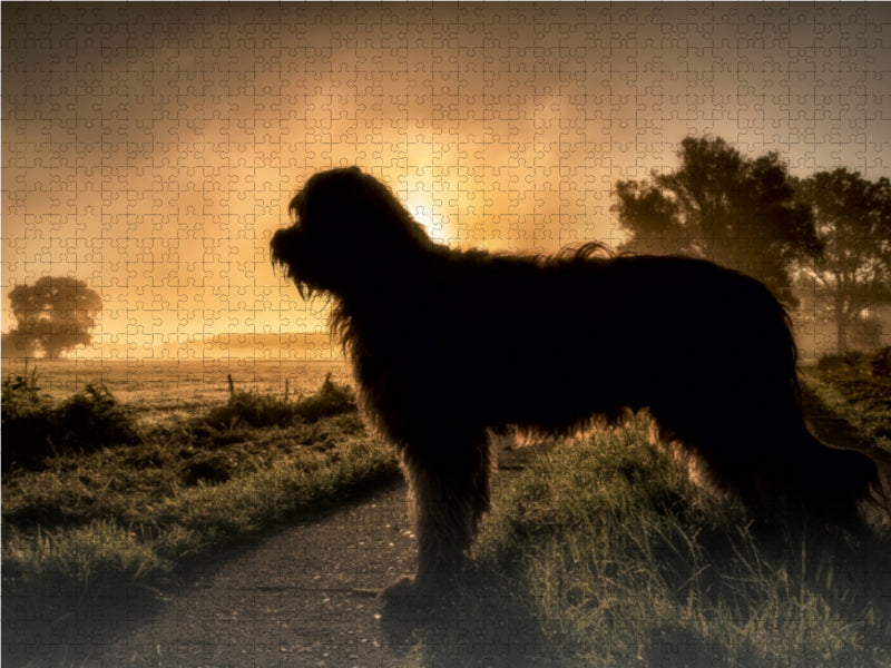 Briard im Sonnenaufgang 1000 Teile Puzzle quer - CALVENDO Foto-Puzzle'
