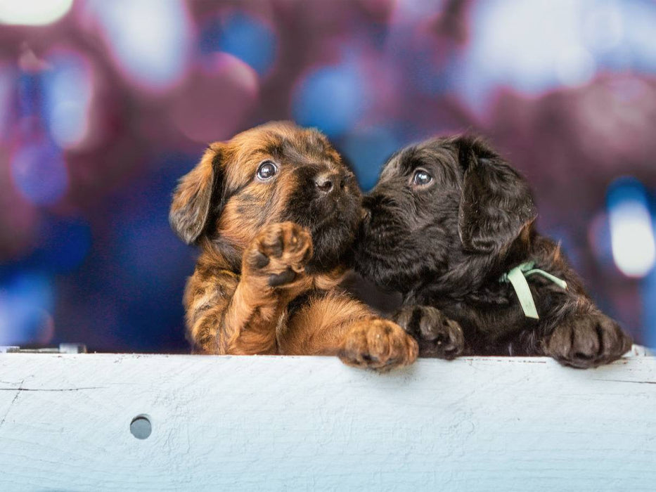 Zwei Briard-Welpen - CALVENDO Foto-Puzzle'