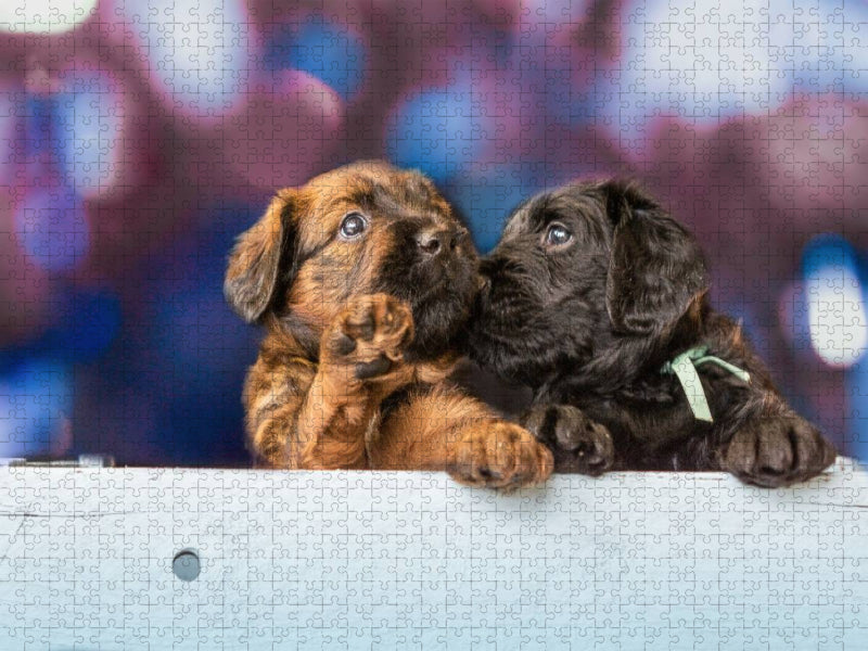 Zwei Briard-Welpen - CALVENDO Foto-Puzzle'