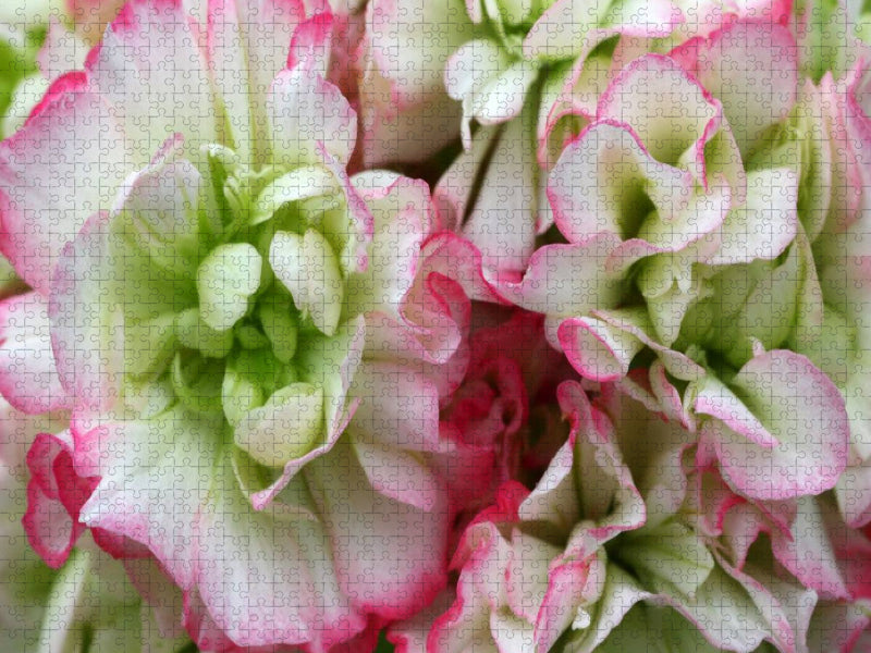 Pelargonie Rosebud Appleblossom - CALVENDO Foto-Puzzle'