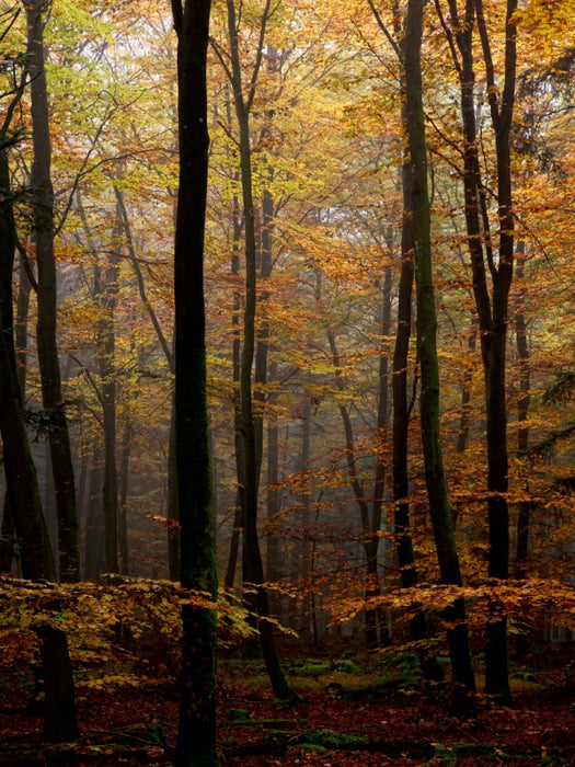 Herbst im Wald 1000 Teile Puzzle hoch - CALVENDO Foto-Puzzle'