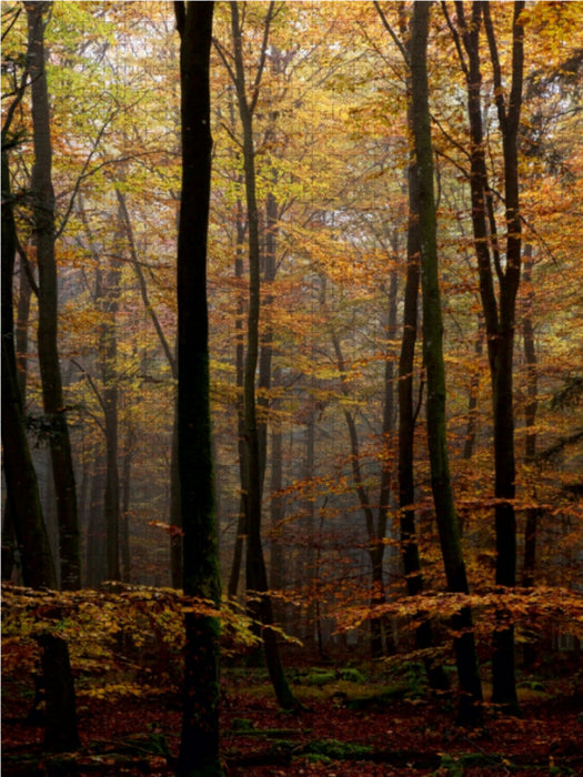 Herbst im Wald 1000 Teile Puzzle hoch - CALVENDO Foto-Puzzle'