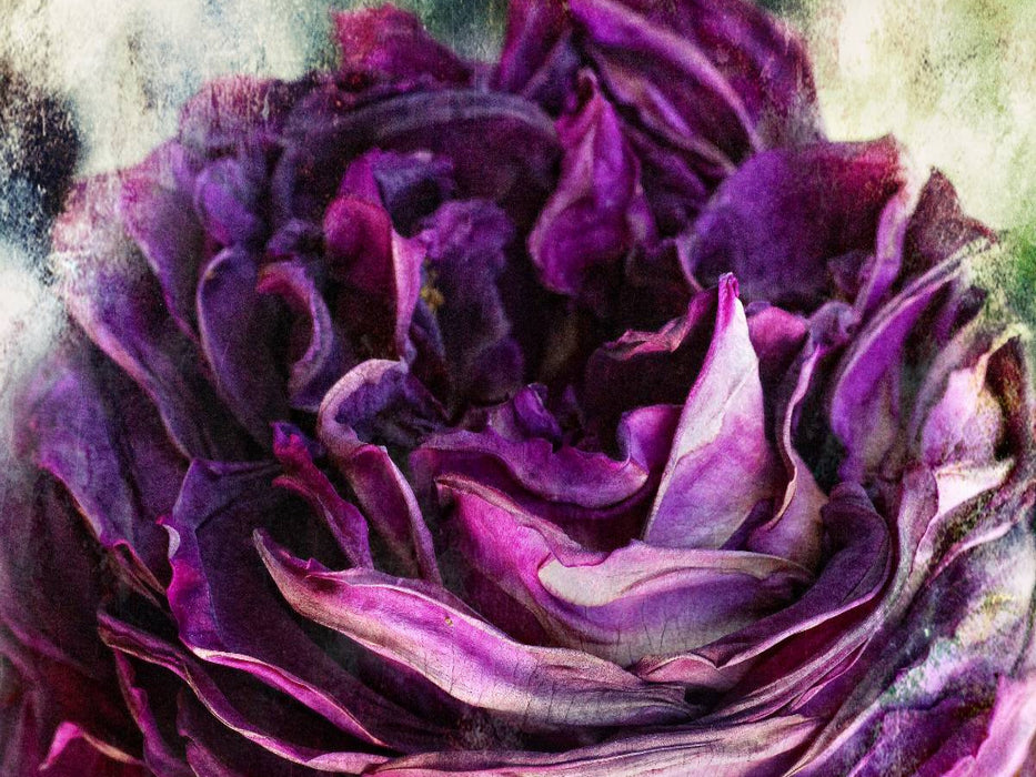 Rosen Nostalgie - CALVENDO Foto-Puzzle'