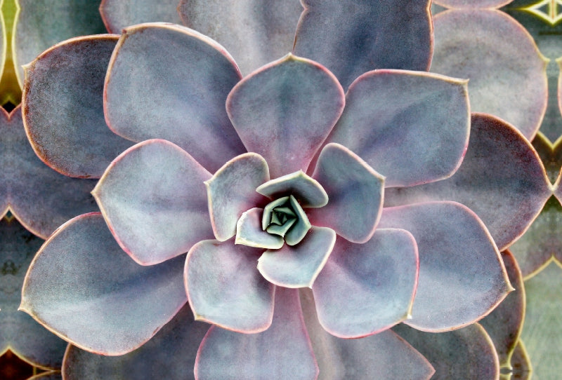 Premium Textil-Leinwand Echeveria gibbiflora