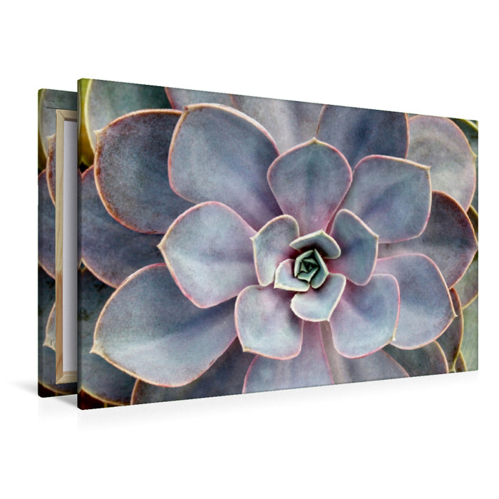 Premium Textil-Leinwand Echeveria gibbiflora