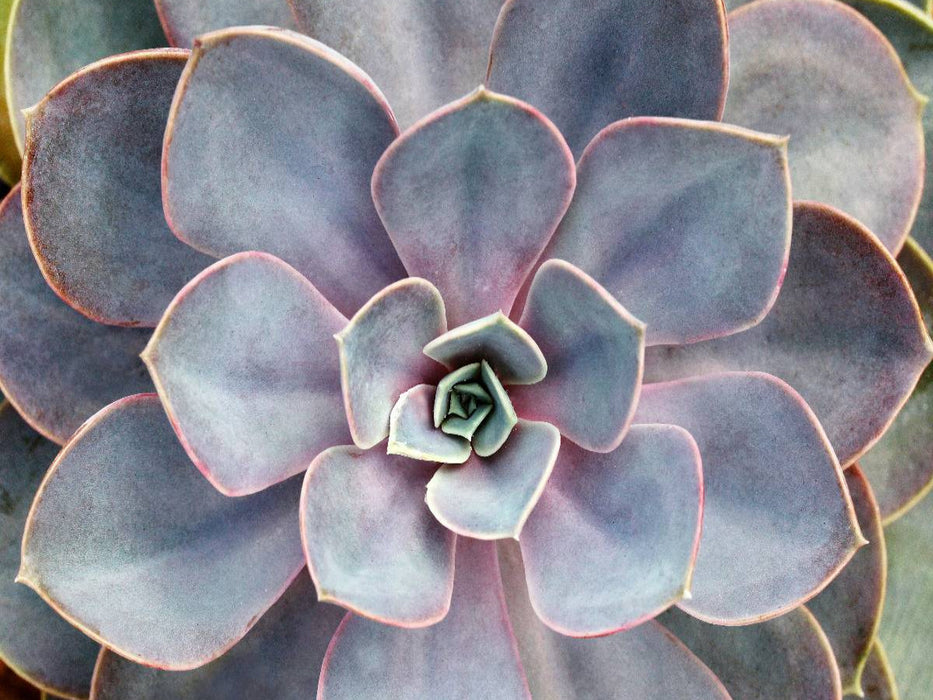 Echeveria gibbiflora - CALVENDO Foto-Puzzle'