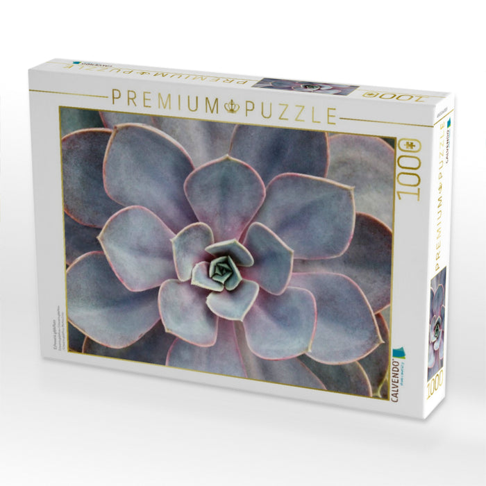 Echeveria gibbiflora - CALVENDO Foto-Puzzle'