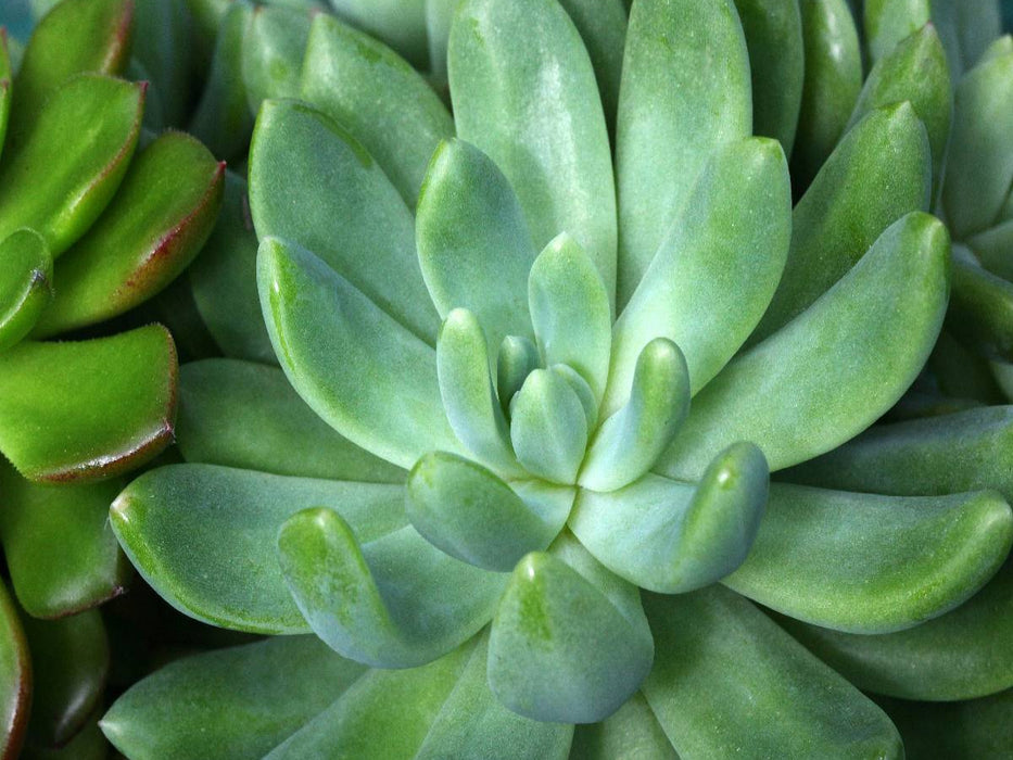 Echeveria scheideckeri - CALVENDO Foto-Puzzle'