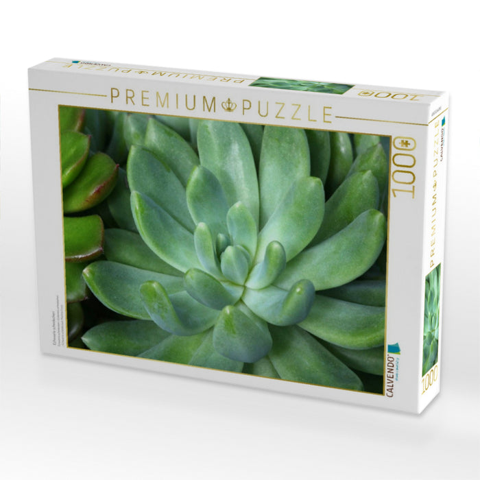Echeveria scheideckeri - CALVENDO Foto-Puzzle'