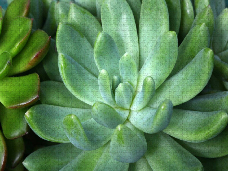 Echeveria scheideckeri - CALVENDO Foto-Puzzle'