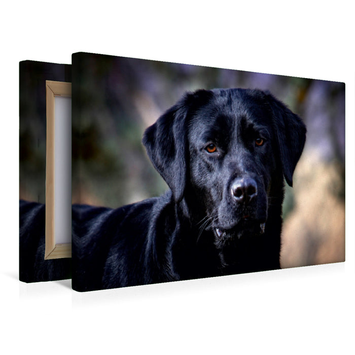 Premium Textil-Leinwand Labrador Retriever - Treue Begleiter