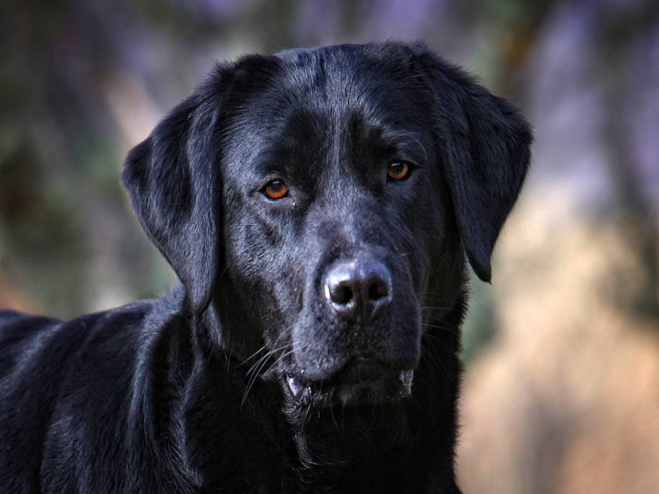 Labrador Retriever - Treue Begleiter - CALVENDO Foto-Puzzle'