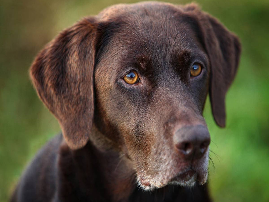 Labrador Retriever - Treue Begleiter - CALVENDO Foto-Puzzle'