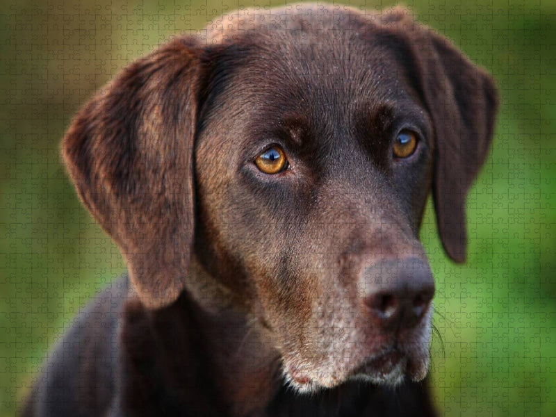 Labrador Retriever - Treue Begleiter - CALVENDO Foto-Puzzle'